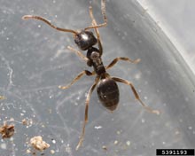 Odorous Ant