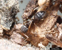 Odorous Ant on Wood