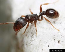 Pavement Ant