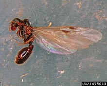 Pavement Ant