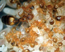 Pharaoh Ant