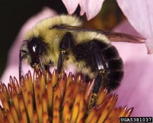 Bumblebees