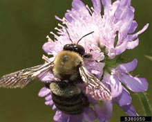 Bumblebees