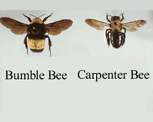 Carpenter Bee