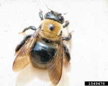 Carpenter Bee