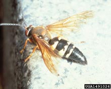 Cicada Killer