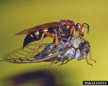 Cicada Killer