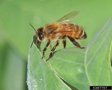 Honey Bee