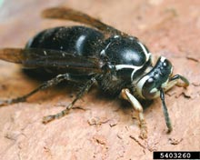 Hornets