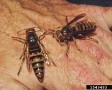 Hornets