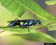 Mud Daubers