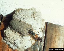 Mud Daubers