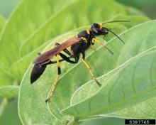 Mud Daubers