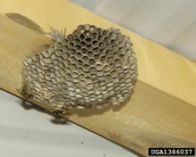 Paper Wasps