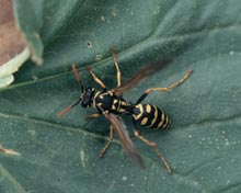 Paper Wasps