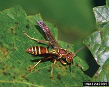 Paper Wasps