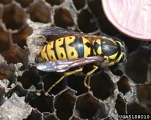 Yellowjackets