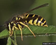 Yellowjackets