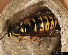Yellowjackets