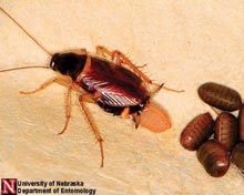 Brown-banded Cockroach