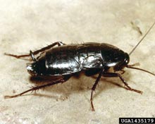 Oriental Cockroach