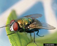 Blow Flies
