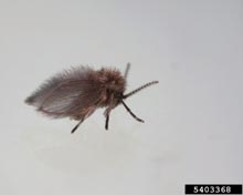 Drain Flies