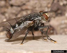 Flesh Flies
