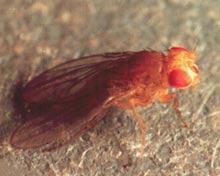 Fruit Flies