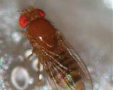 Fruit Flies