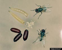 House Fly