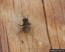 Stable Fly