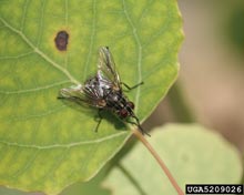 Stable Fly