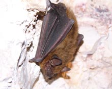 Bats