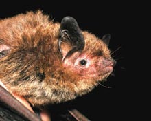 Bats
