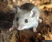 Deer Mouse