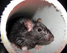 Norway Rat