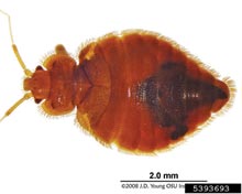 Bed Bug