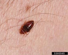 Bed Bug