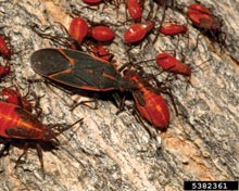 Boxelder Bug