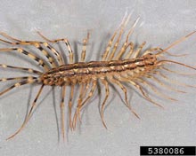 Centipedes