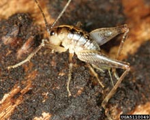 Crickets