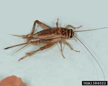 Crickets