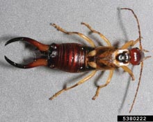 Earwigs