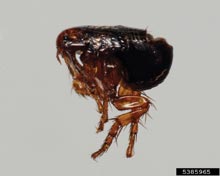 Fleas