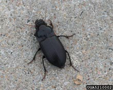 Ground Beetles