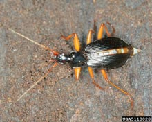 Ground Beetles