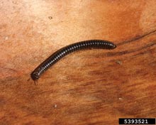 Millipedes