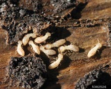 Termites