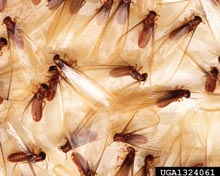 Termites